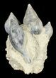 Giant Fossil Gastropod Cluster - France #38964-2